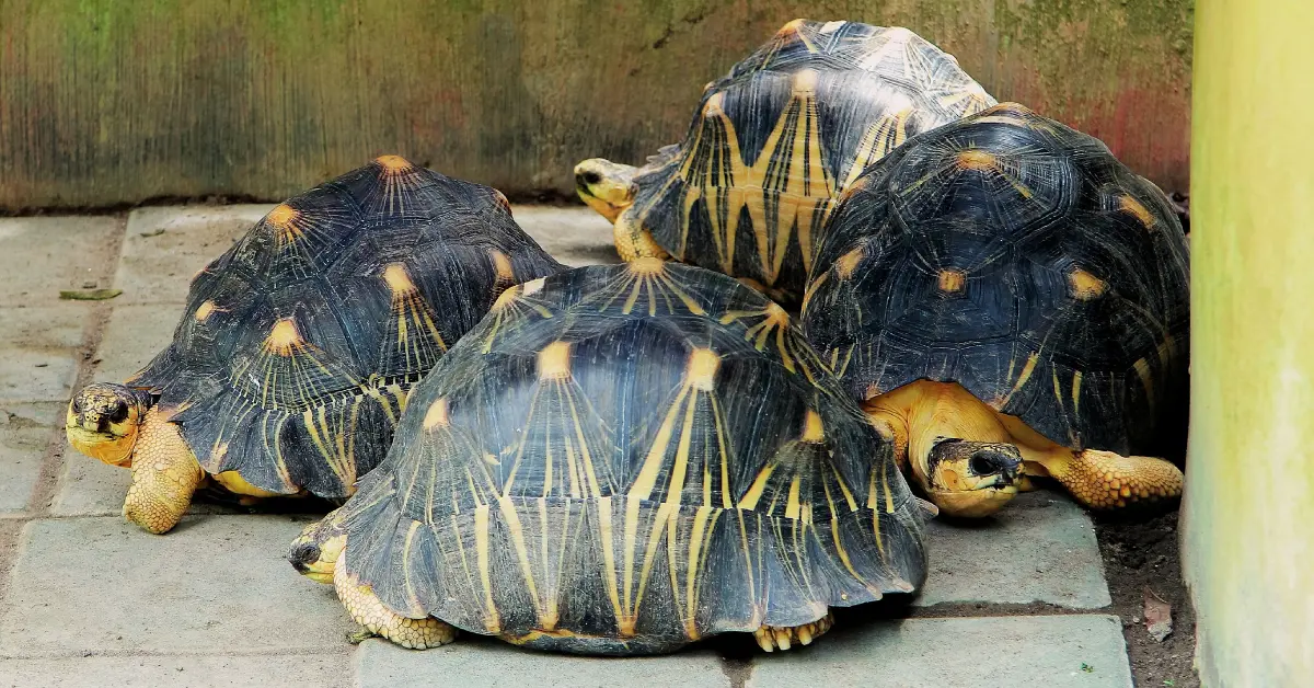 160 Tiny Travelers Rescued: Chennai Airport Foils Star Tortoise Smuggling Ring