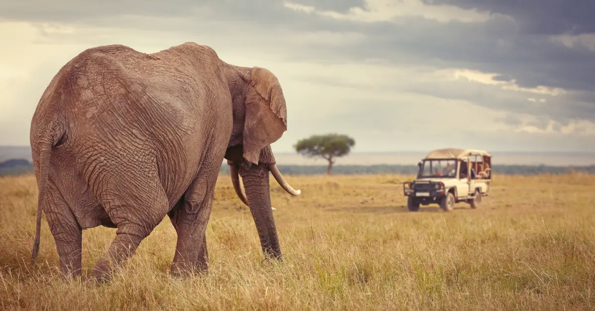 Elephant Tramples Tourist on Safari: A Grim Reminder of Wildlife’s Power